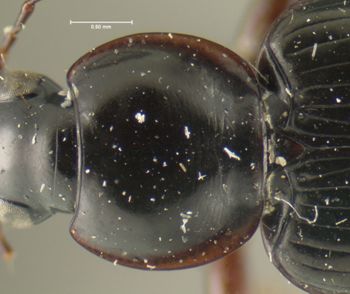 Media type: image;   Entomology 33015 Aspect: pronotum dorsal